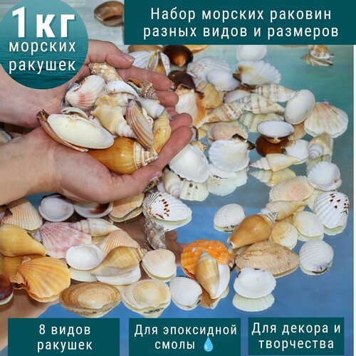 Морские ракушки для эпоксидной смолы. Набор 1 кг. Средние 2,5-4,5 см. ракушки морские для декорирования 100г в асс те