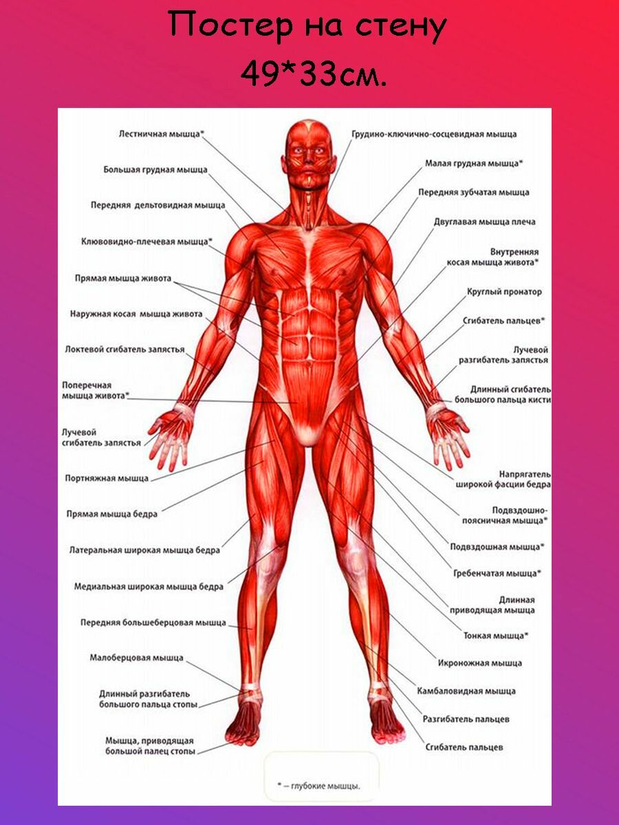 Постер, плакат на стену "Анатомия человека скелет с мышцами" 49х33 см (А3+)