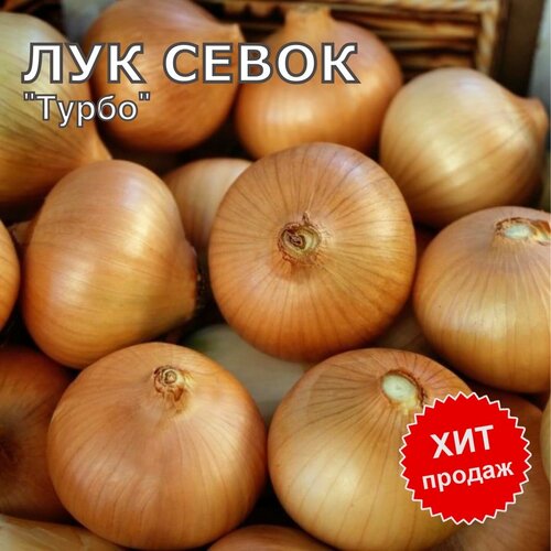 Лук севок на посадку Турбо 1 кг