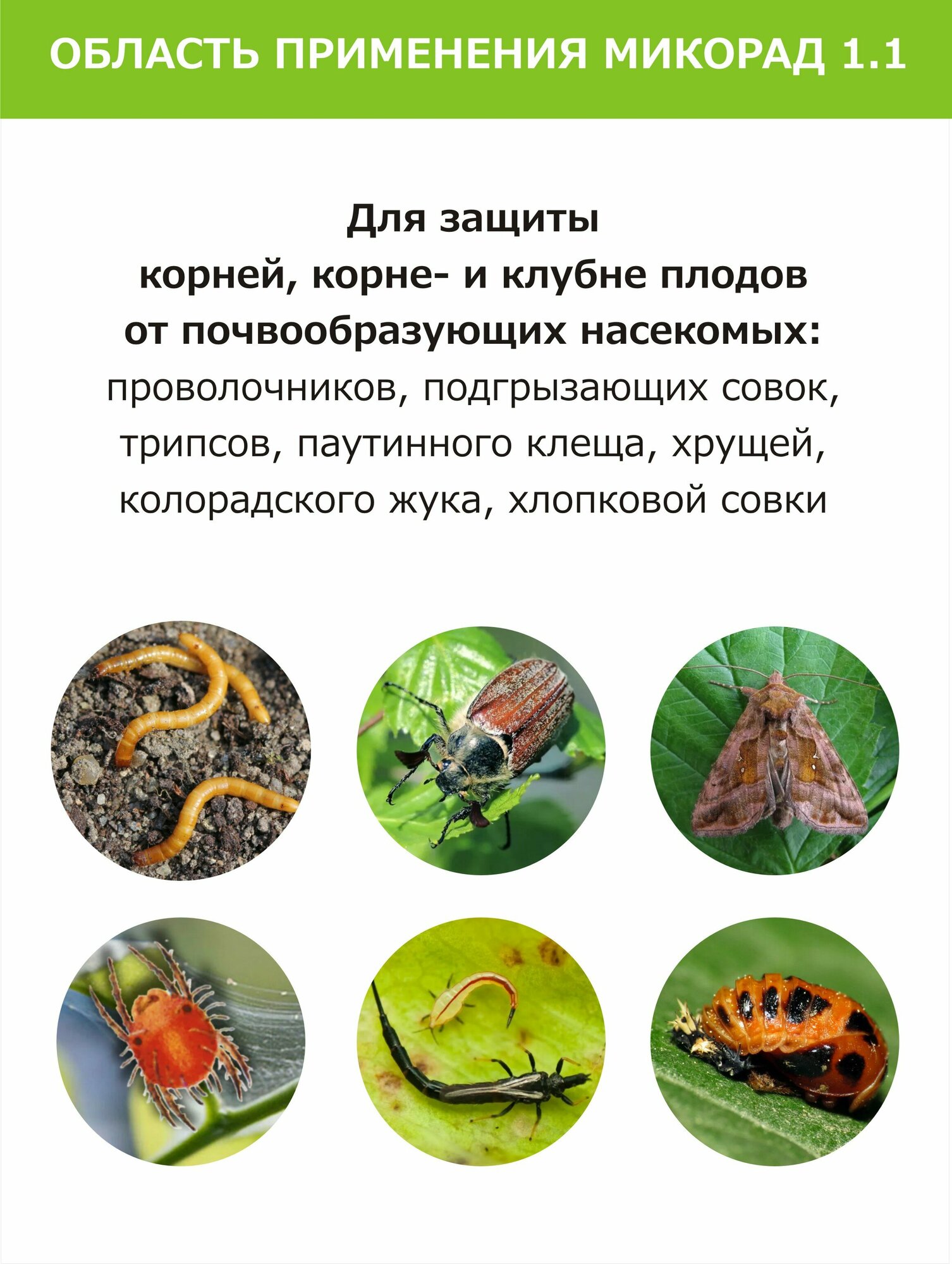 Микорад (Метаризин) Биологически Активный комплес INSEKTO 1.1 от майского жука, проволочника, медведки, колорадского жука, 50г.