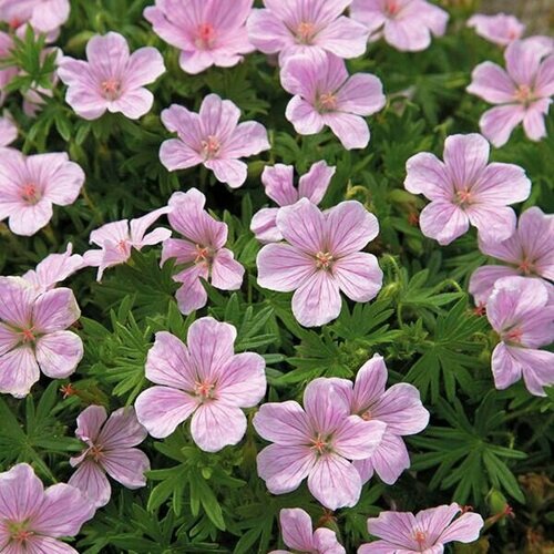 Герань кроваво-красная 'Vision' (светло-розовый)