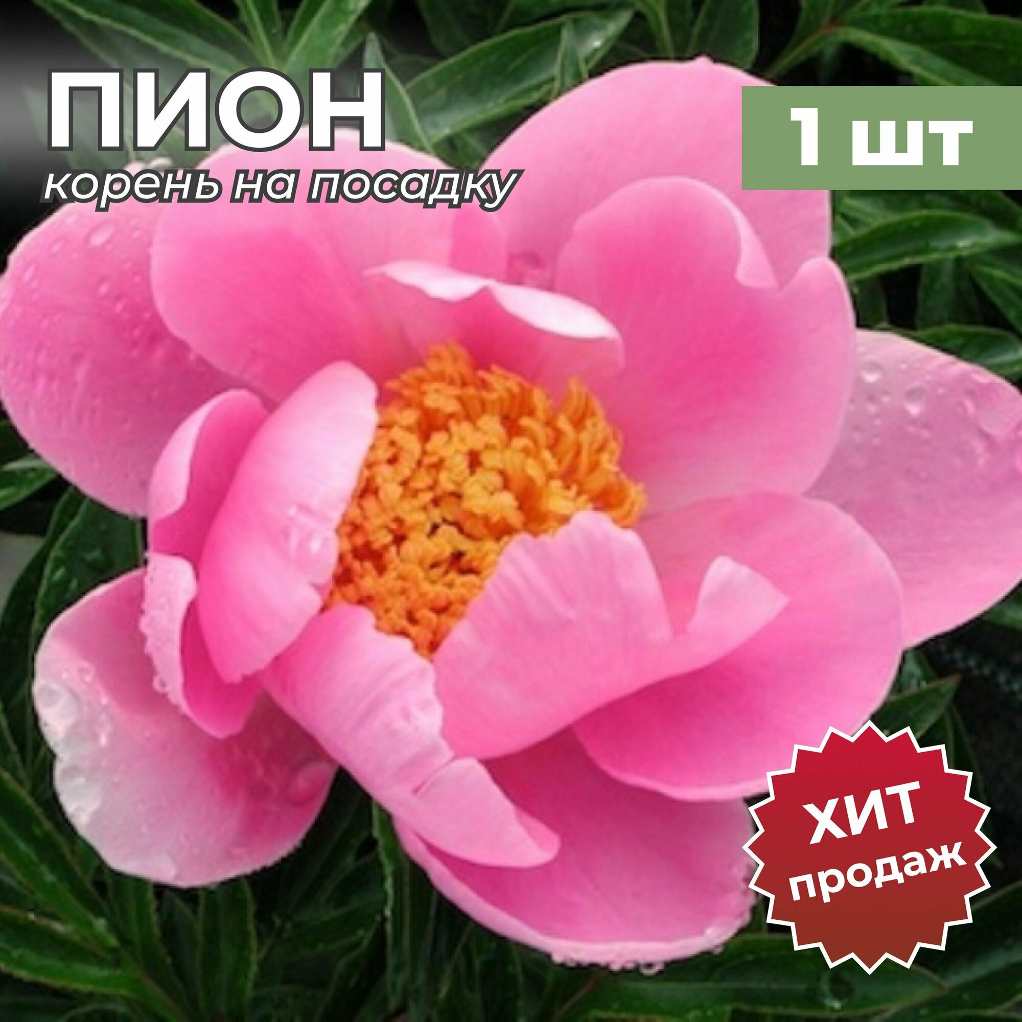 Пион саженцы/Корневище пиона на посадку "Нимфа" (1 шт)