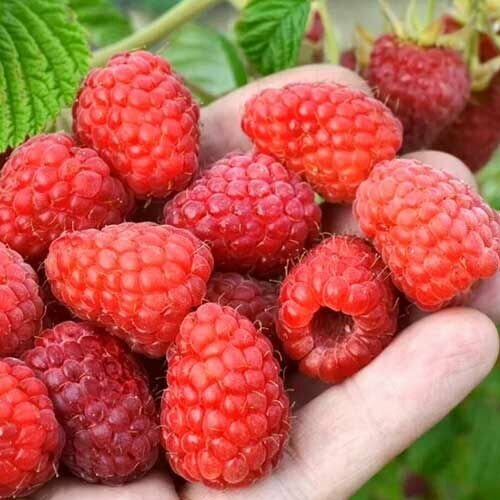 Малина крупноплодная Патриция 2 шт саженцы малины 1399₽