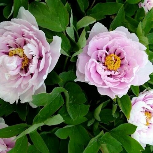 Пион древовидный Сапфир