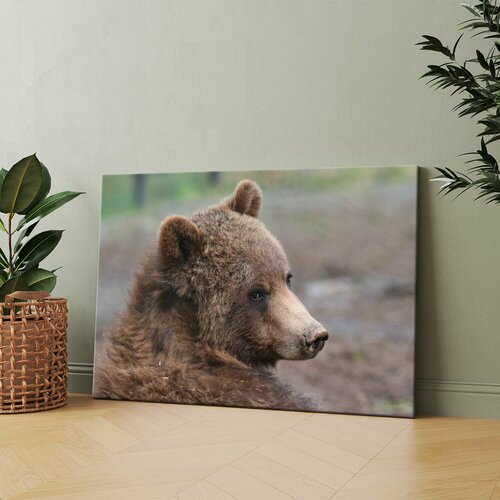 Картина на холсте (Медведь бурый медвежонок) 20x30 см. Интерьерная, на стену.