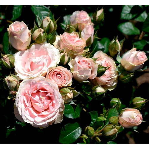 Саженец роза спрей Пинк Иришка (многоцветковая) роза спрей пинк симфони саженец