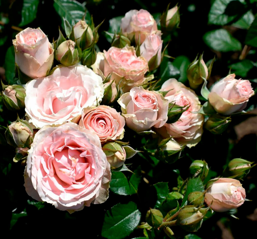 Саженец роза спрей Пинк Иришка (многоцветковая)