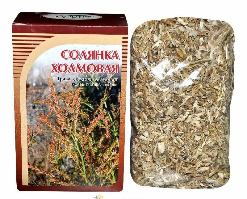 Солянка холмовая растение как выглядит