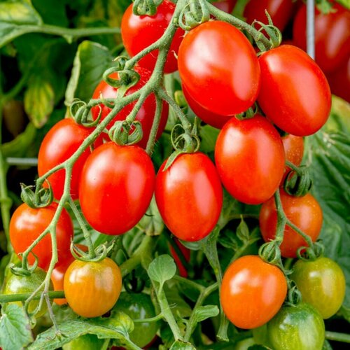 Томат Монисто розовое автор. (семена).