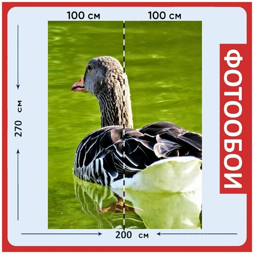 Фотообои Гусь серый гусь птица 200x270 см флизелиновыена стену 2960₽