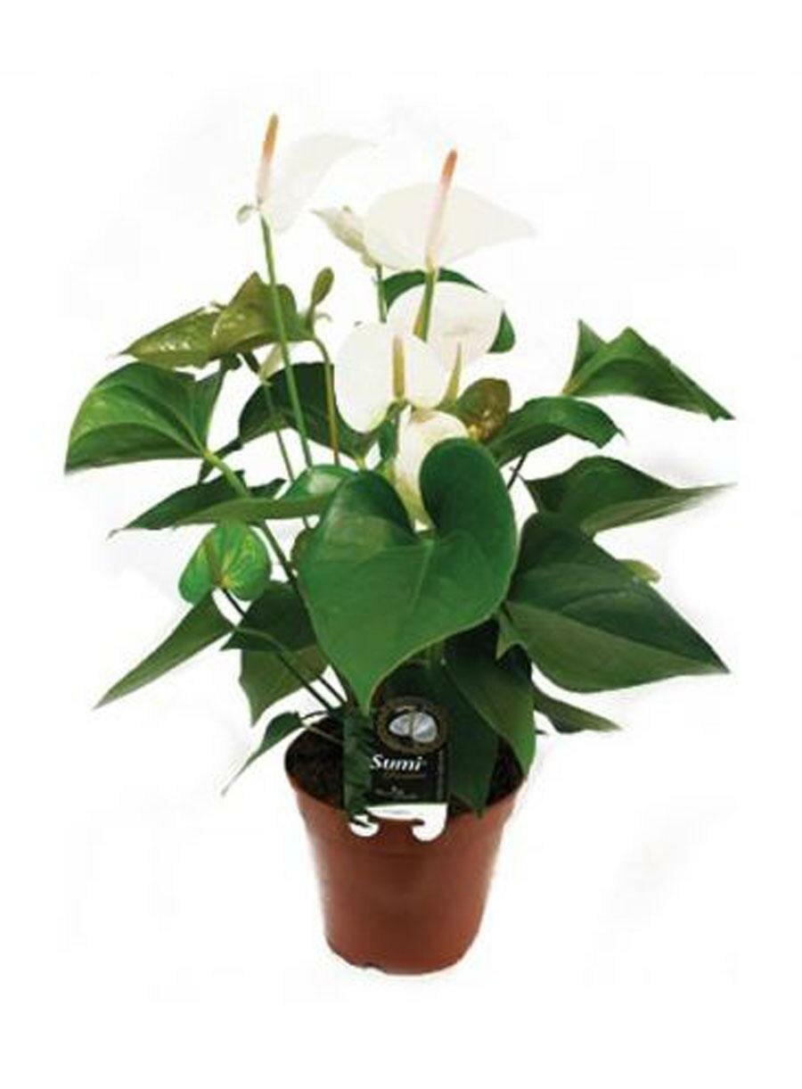 Антуриум Аркад белый - Anthurium Arcade D12 H35