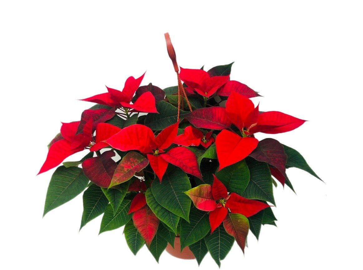 Пуансеттия микс D22