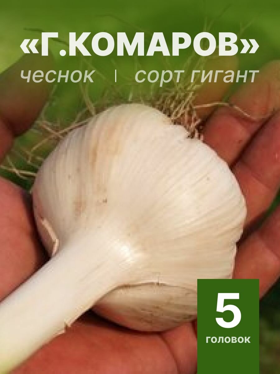 Гигантский чеснок Григорий Комаров на посадку 5 головок