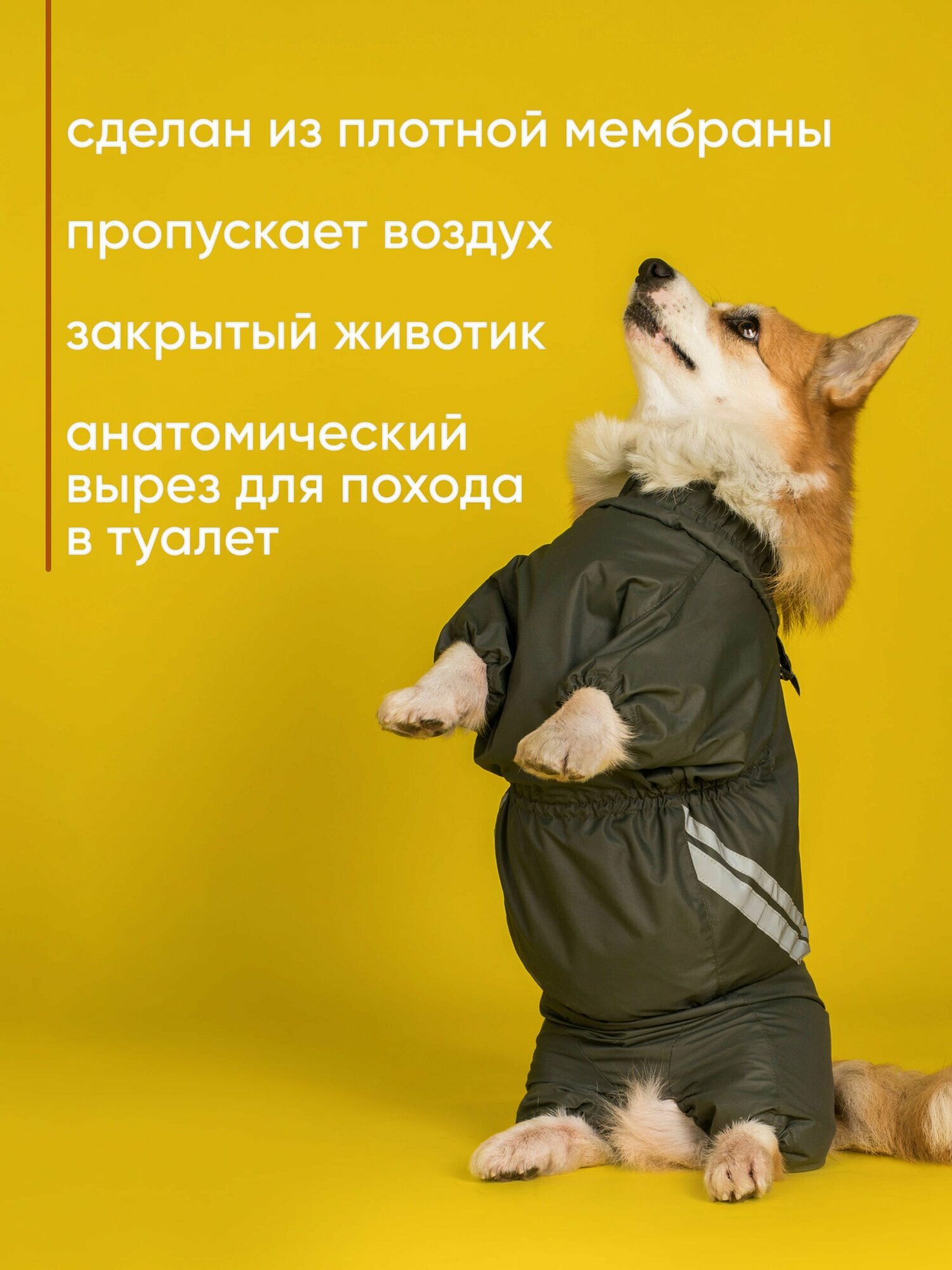 Грязезащитный комбинезон DiploDog для Корги (девочка), Одежда для Корги (девочка) — фото 1