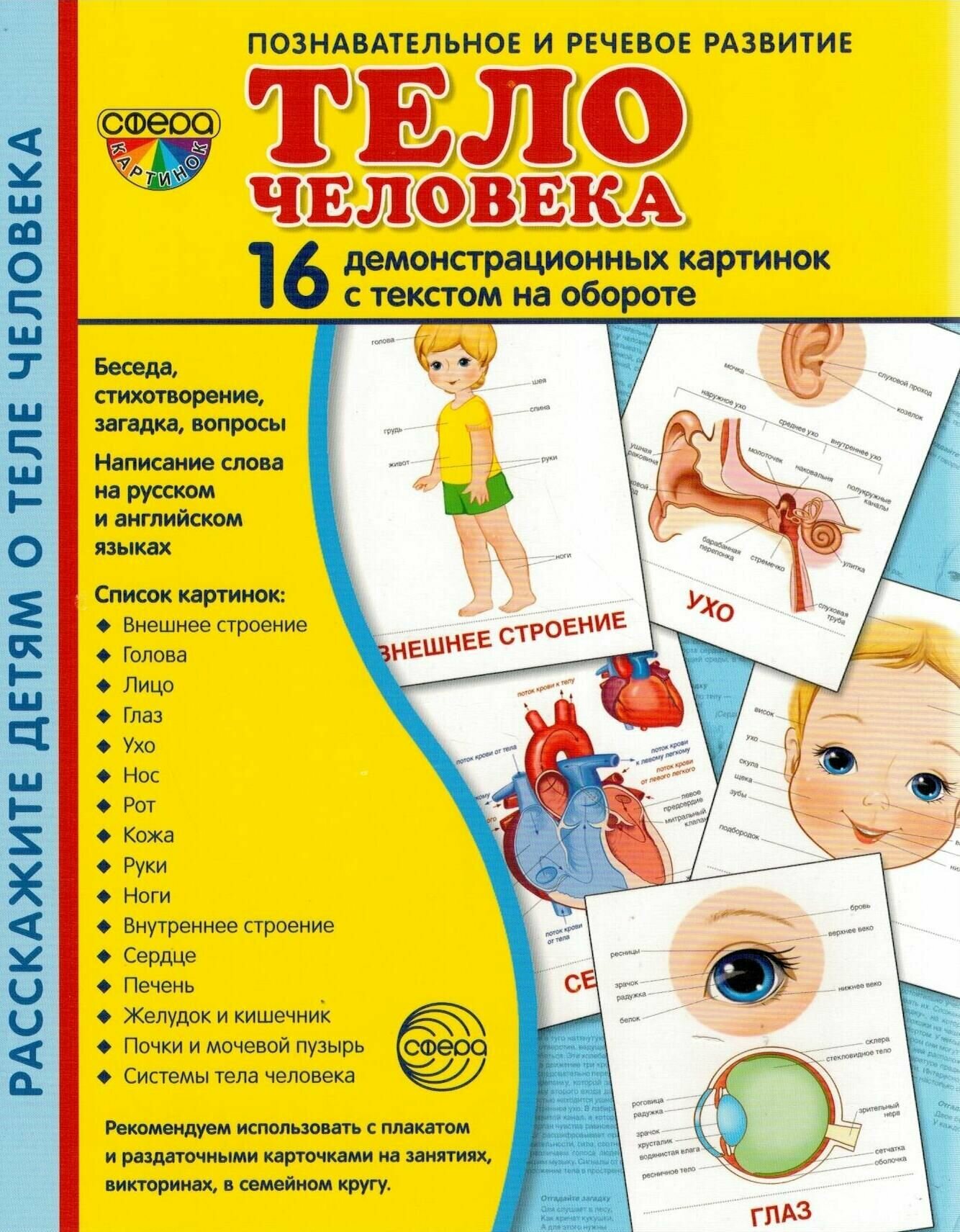 Познавательное и речевое развитие. Тело человека. 16 демонстрационных картинок с текстом на обороте - фото №8