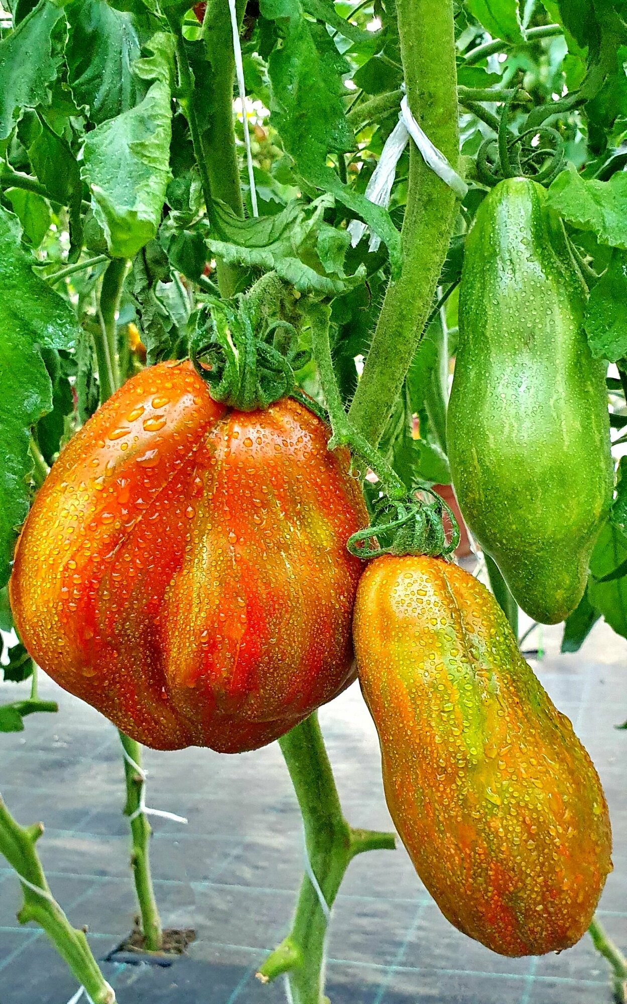 Семена Томата эмалия (Emalia) / Seeds And Goods / в пакетике zip-lock без полиграфии 10 семян — фото 1