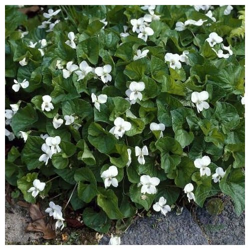 Фиалка сестринская 650₽