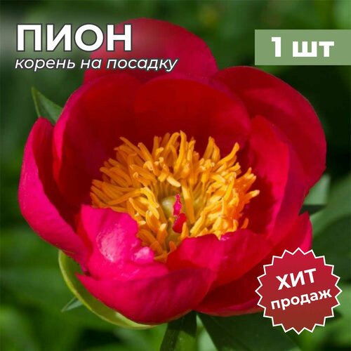 Пион/Корневище пиона на посадку Флэйм (1 шт)