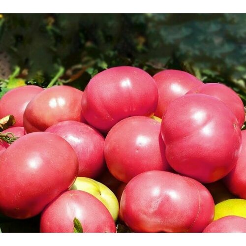 Семена растения Томат АВ-530 F1