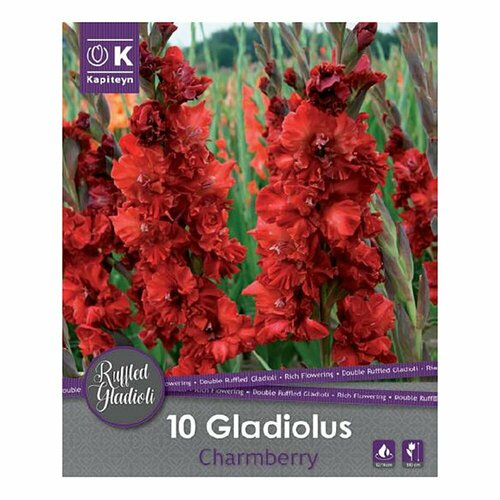 Гладиолус гофрированный Чамберри 1249₽