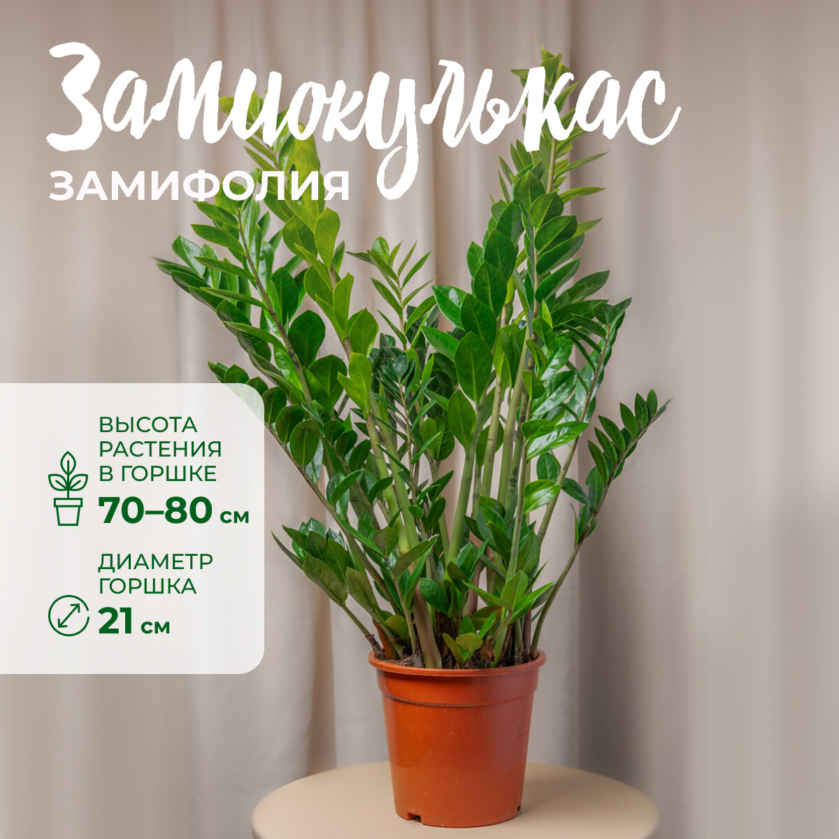 Гортензия GRIN крупнолистная комплект 2 растения выс 20-25 см