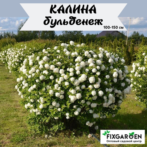 Калина Бульденеж (розеум) 100-150 см