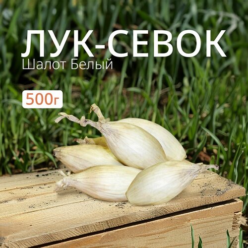 Лук севок Шалот белый 500 г.