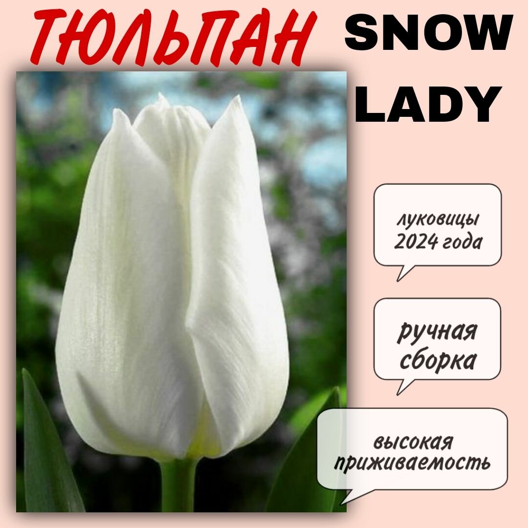 Луковицы тюльпана сорт "Snow Lady" 3 шт