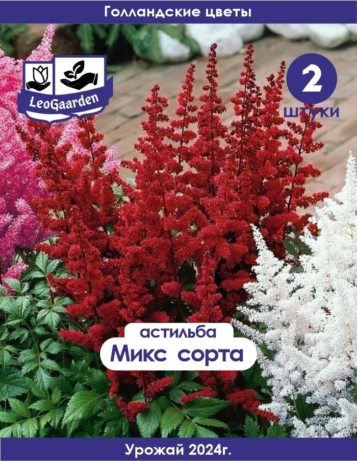 Корневище Астильба микс сортов 2шт