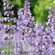 Семена Котовник лимонный (лат. Nepeta cataria var.citridora L.) 5...