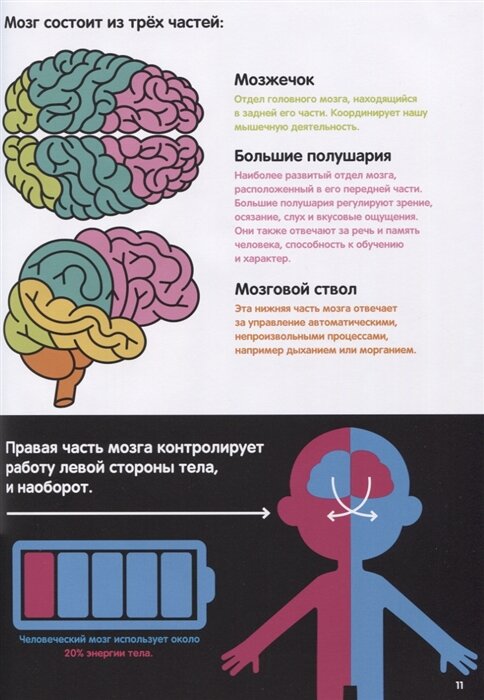 Тело человека. Инфографика (Брандл Харриет) - фото №16