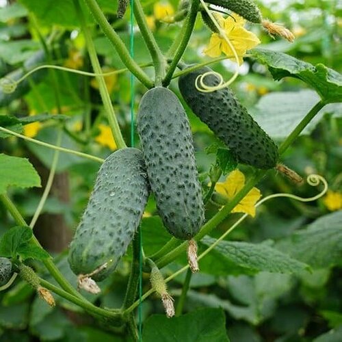 Огурец Меренга (Seminis/Голландия) (семена). Holland Bulbs.