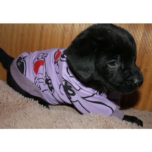 Футболка для животных 