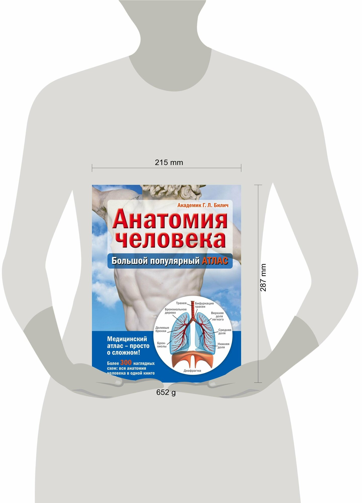 Анатомия человека. Большой популярный атлас - фото №16