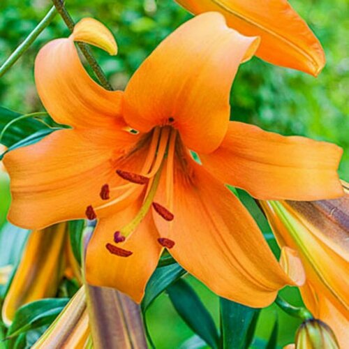 Лилия гибридная 'Orange Space'