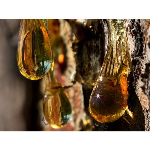 Живичная терпентиновая мазь 100 гр.