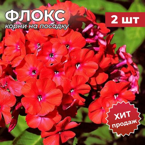 Флокс, Корень/Корневище Флокса на посадку Оранж Перфекшион 2 шт