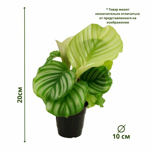 Калатея Орбифолия 10/20