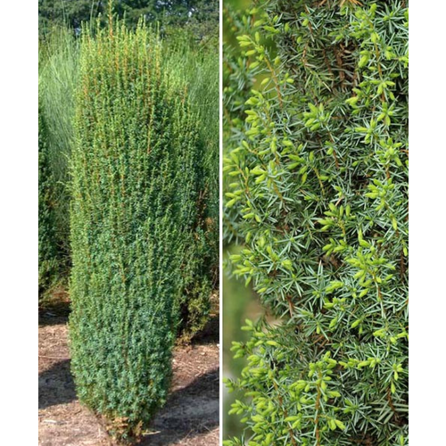 Можжевельник Хиберника (обыкновенный), 1 штука можжевельник обыкновенный репанда juniperus communis саженец 20 30 см 1 год 2л закрытая зкс