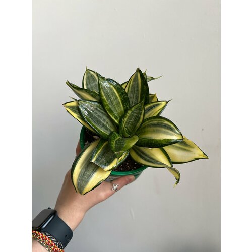 Сансевиерия Полосатая