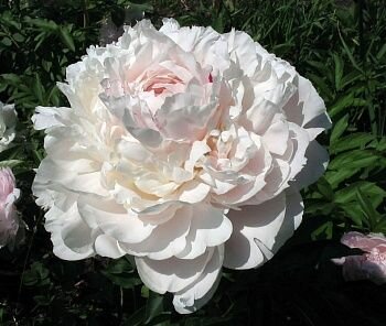 Пион молочноцветковый NICK SHAYLOR 1шт