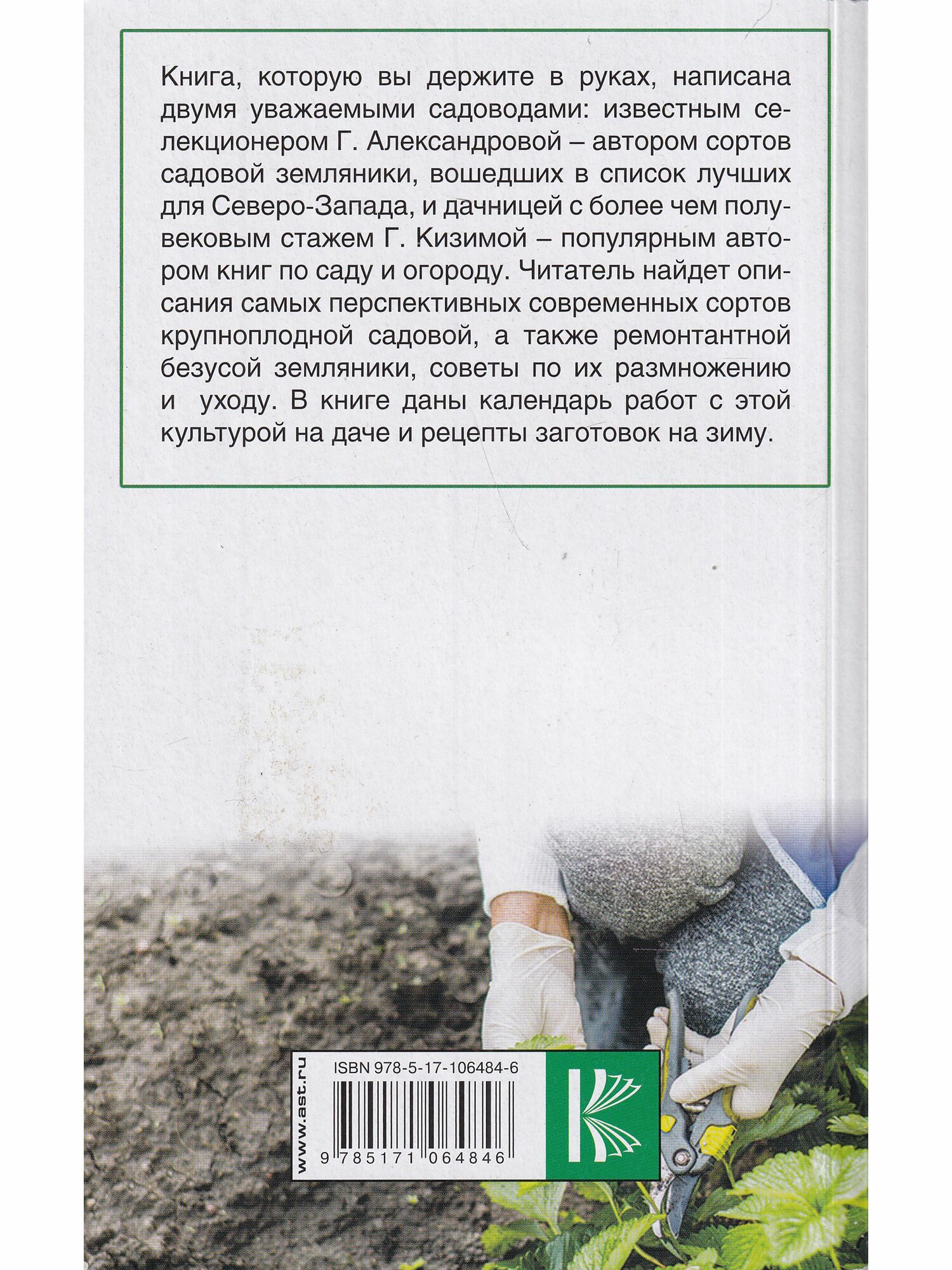 Крупноплодная садовая земляника: проверенные сорта, способы повышения урожая - фото №3
