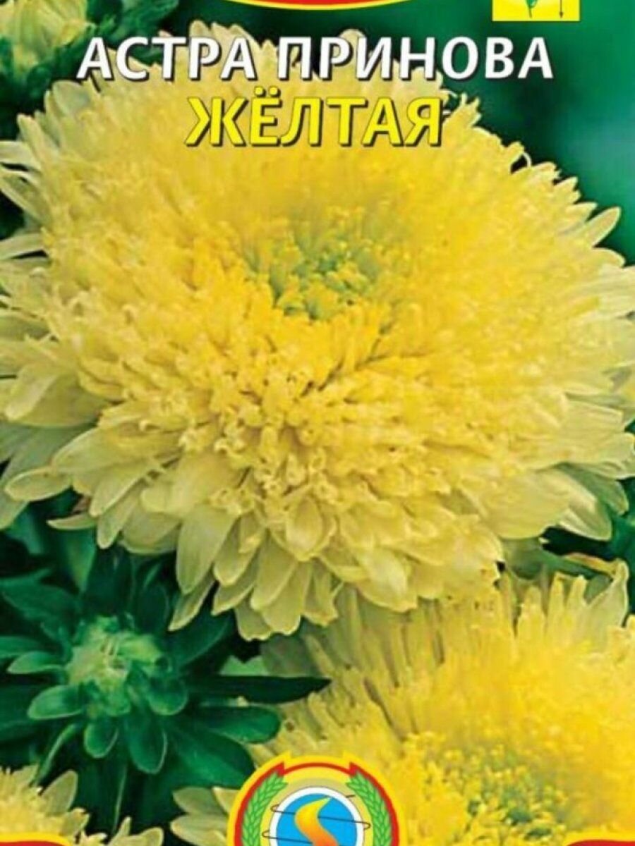 Астра Принова желтая 03 г Плазменные семена