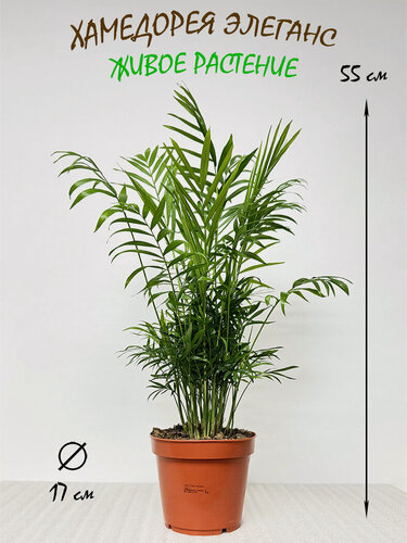 Изображение товара Хамедорея PRO Фикус, живое растение, высота 55 см, диаметр горшка 17 см