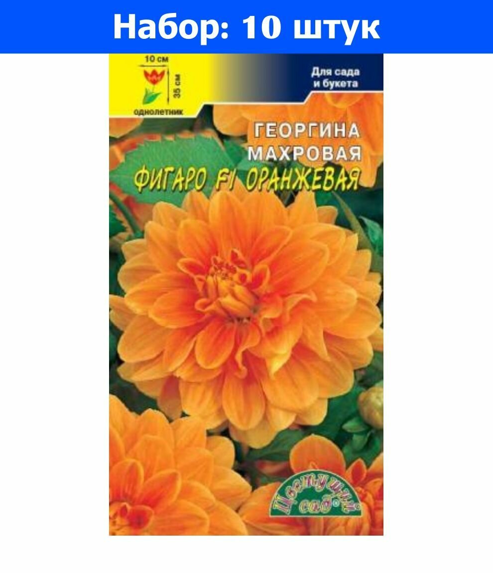 Георгина Фигаро F1 Оранжевая махровая 0.05г Одн 35см (Цвет сад) - 10 пачек семян