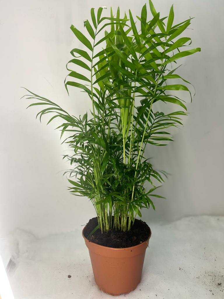 Хамедорея Элеганс (40) — фото 1