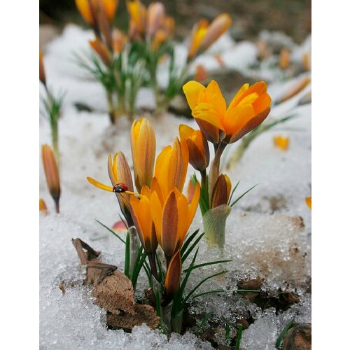 Крокус Ботанический Королькова (Crocus Korolkowii) Луковицы/Разбор 5/6/Открытая (ОКС)