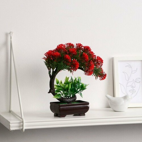 SUI Бонсай в горшке Селагинелла африканская 10х20 см микс 540₽