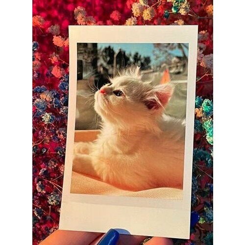 Фотокарточки в наборе Instax Rokveller Photo6