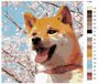 Картина по номерам Y-169 "Сиба-ину и сакура. Собака" 40x40